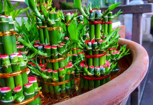 Bambu Air