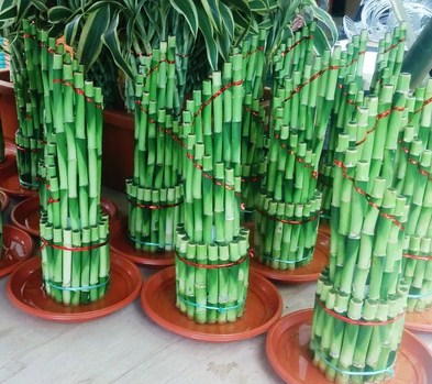 Bambu-Hias