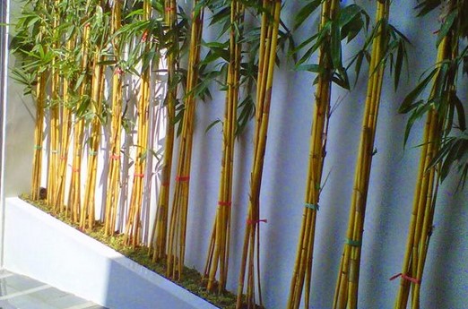 Bambu-Kuning