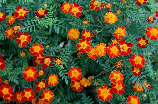 Bunga-Marigold