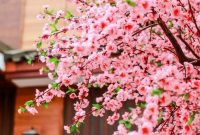 Bunga-Sakura