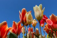 Bunga-Tulip