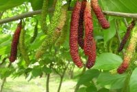 Long-Mulberry