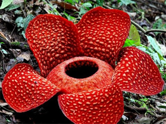 Rafflesia-Arnoldii
