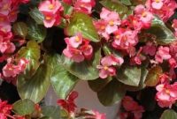 Cara-Memperbanyak-Bunga-Begonia