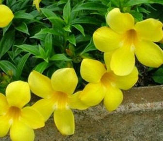 Bunga-Alamanda-Kuning