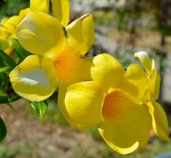 Bunga-Allamanda-Angustifolia
