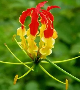 Bunga-Glaoriosa