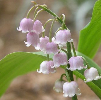 Bunga-Lily-Of-The-Valley
