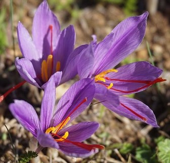 Bunga-Saffron-Crocus