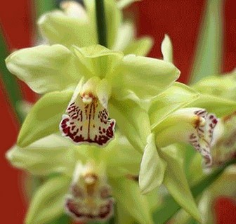 Bunga-Shenzhen-Nongke-Orchid