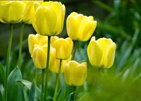 Bunga-Tulip