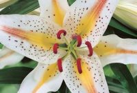 Oriental-Lily