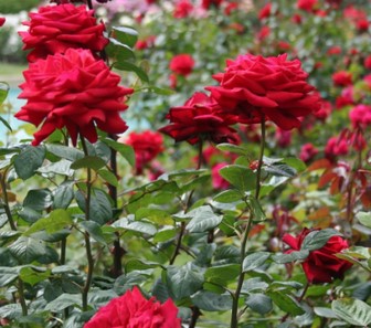 Tips Cara Merawat Bunga Mawar Yang Banyak Belum Di Ketahui