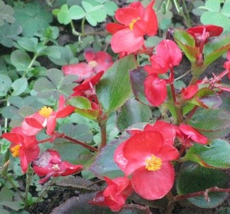 Tanaman-Bunga-Begonia