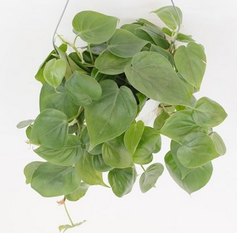 Tanaman-Heartleaf-Philodendron