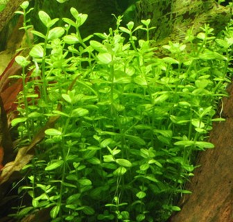 Tanaman-Lindernia-Rotundifolia