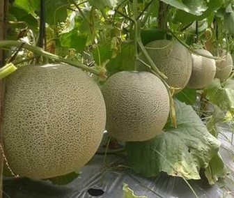 Tanaman-Merambat-Melon