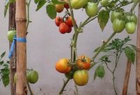 Tanaman-Tomat
