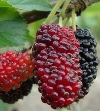 Buah Mulberry