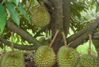 Budidaya-Durian
