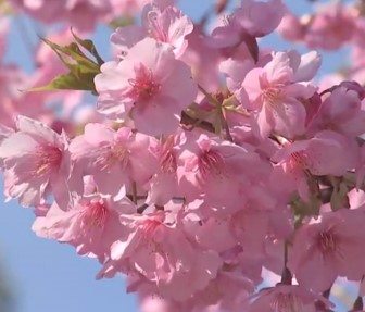 Bunga-Sakura-Kawazusakura