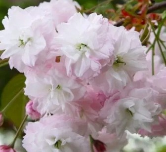Bunga-sakura-Fugenzou