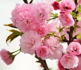 Bunga-sakura-Fuyuzakura