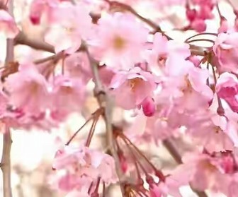 Bunga-sakura-Hikanzakura