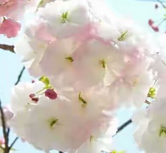 Bunga-sakura-Ichiyou