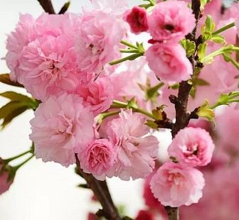 Bunga-sakura-Kikuzakura
