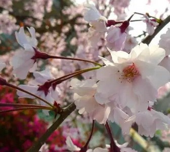 Bunga-sakura-Shidarezakura