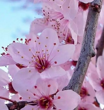 Bunga-sakura-Yamazakura