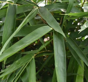 Daun-Bambu