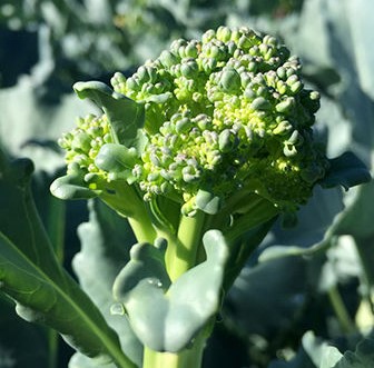 Sayuran-Brokoli