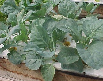Sayuran-Kailan