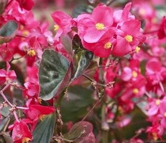 Tanaman-Obat-Bunga-Begonia