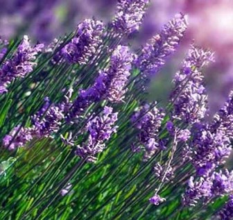 Tanaman-Obat-Bunga-Lavender