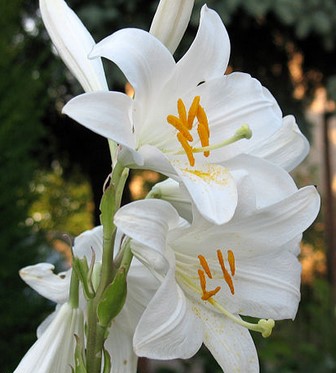 Tanaman-Obat-Bunga-Lily