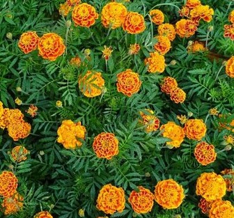 Tanaman-Obat-Bunga-Marigold