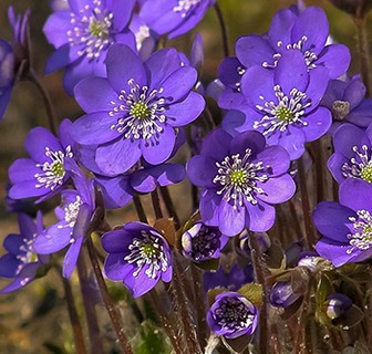 Tanaman-Obat-Bunga-Violet