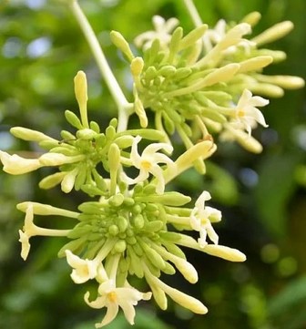 Bunga-Pepaya