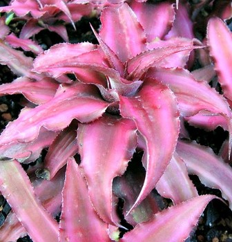 Cryptanthus-Bromeliads