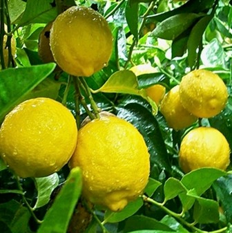 Budidaya-Jeruk-Lemon