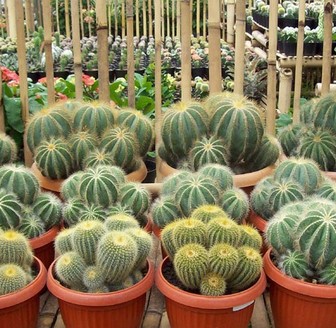 Budidaya-Kaktus