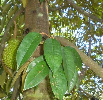 Daun-Durian
