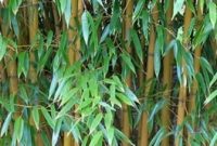 Manfaat-Daun-Bambu