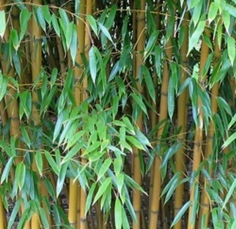 Manfaat-Daun-Bambu