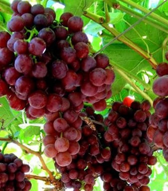 Budidaya-Anggur-Merah