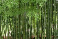Budidaya-Bambu